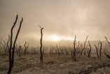 Droogte klimaatverandering dode bomen