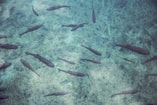 Fish 690227 1920