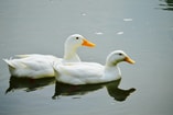 Ganzen vogelgriep frank wassenberg partij voor de dieren pvdd
