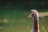 Geese