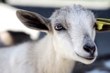 Geit-goat-q-koorts-2