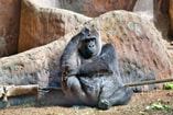 Gorilla dierentuin pvdd partij voor de dieren frank wassenberg