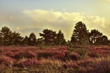 Heide natuur