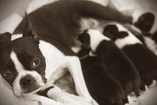 Moeder Met Puppies Istockphoto Com  Crisserbug