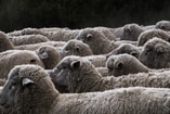 onverdoofd slachten onverdoofde slacht halal kosher koosjer kosjer ritueel slachten pvdd partij voor de dieren partij van de dieren dierenpartij thieme