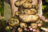 Potatoes 1866415 1920