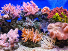 ecocide koraal oceaan zee caribisch bonaire