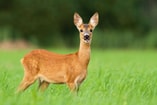 Ree