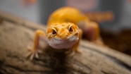 Reptiel reptielenbeurs exotenbeurs wildmarkt pvdd partij voor de dieren gecko