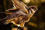 Roofvogel