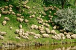 Sheep g56311dd99 1920