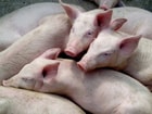 Varkens