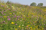 Veilige En Bloemrijke Dijken
