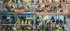 Dierenwinkel
