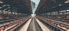 Veeindustrie