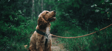 Veiligheid honden