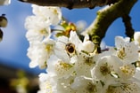Bij in appelbloesem Pixabay