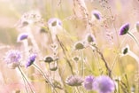 Bloemenweide Pixabay