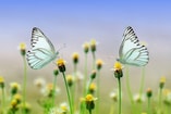 Butterflies Pixabay