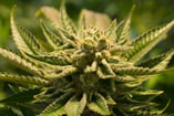 Cannabis Pixabay