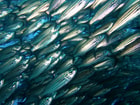 Fish shoal Pixabay