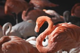 Flamingo Pixabay