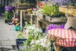 Flower Shop Bloemenwinkel Jasmin Schreiber 703321 Unsplash