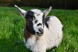 Goat Pixabay