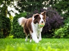 Hond met bal