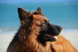 Hond zand strand Duitse Herder Pixabay