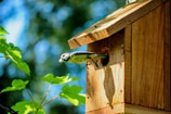 Pimpelmees Vogelhuis