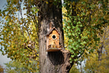 Populier met vogelhuis Pixabay