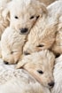 Puppies Pixabay