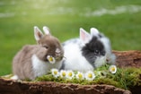 Rabbits Bunnies Pixabay