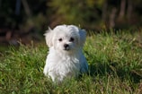 Wit hondje Pixabay