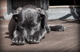 Dog 423398 1280