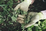 Gardening 2518377 1280