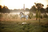 Horse 1489825 1280