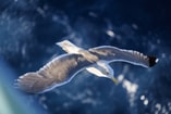 Seagull 3491309 1280