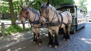 Horses 800298 Pixabay Paarden Wagen Lastdier web