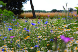Biodiversiteit bloemen