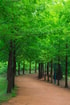 Forest 3524520 1920