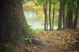 Bos, bomen