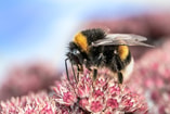 Heide Hommel