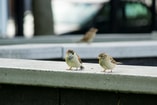 Vogels