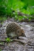 Egel