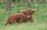 Hooglander
