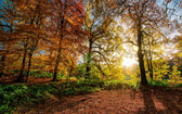 Autumn leaves 2963220 1280