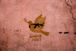 Zaur ibrahimov ant Pbwi Opb8 unsplash
