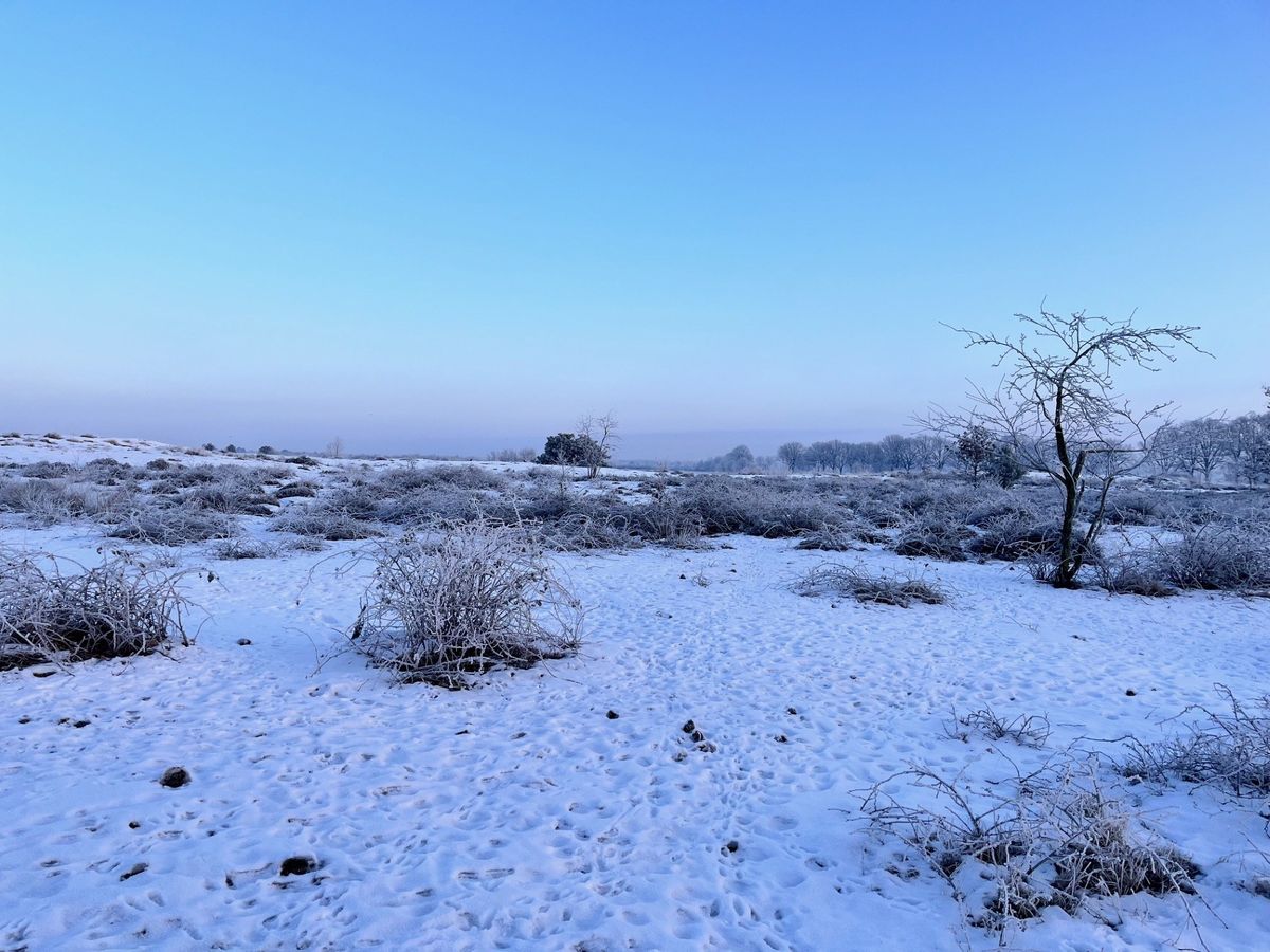 Winterlandschap in de Groote Peel.